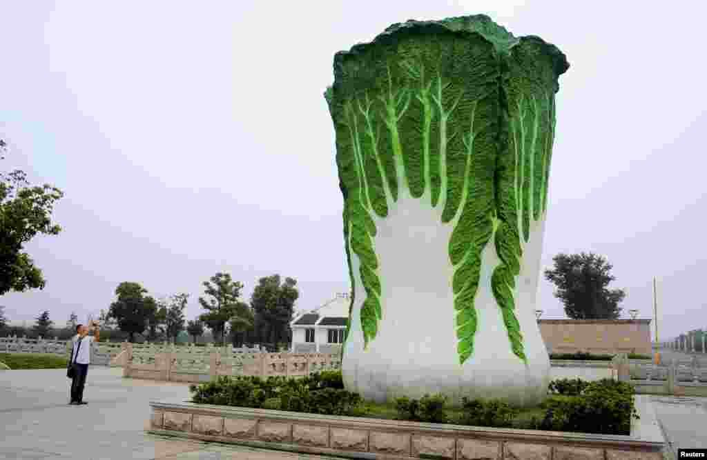 A man takes pictures of a sculpture of a Chinese cabbage outside an agriculture company in Suzhou, Jiangsu province, China, Aug. 16, 2014.