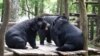 Laos Fights to Protect Endangered Asiatic Black Bears