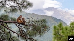 بھارت کے ہمالیائی قصبے دھرم شالا میں بندروں کا ایک جوڑا ایک درخت پر بیٹھا ہے۔فائل فوٹو