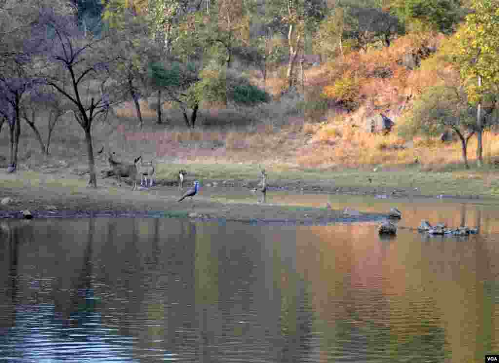 The Sariska Tiger Reserve in Rajasthan sprawls over approximately 886 kilometers in Rajasthan state, (Anjana Pasricha/VOA).