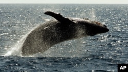 A humpback whale leaps out of the water near Lahaina on the island of Maui in Hawaii.