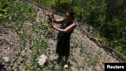 FILE - A woman shows a dry radish plant at her drought-affected plot, in the southern village of San Francisco de Coray, in the department of Valle, Honduras, Aug. 13, 2015. 