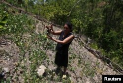FILE - A woman shows a dry radish plant at her drought-affected plot, in the southern village of San Francisco de Coray, in the department of Valle, Honduras, Aug. 13, 2015.