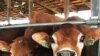Счастливы ли коровы в штате Айова?