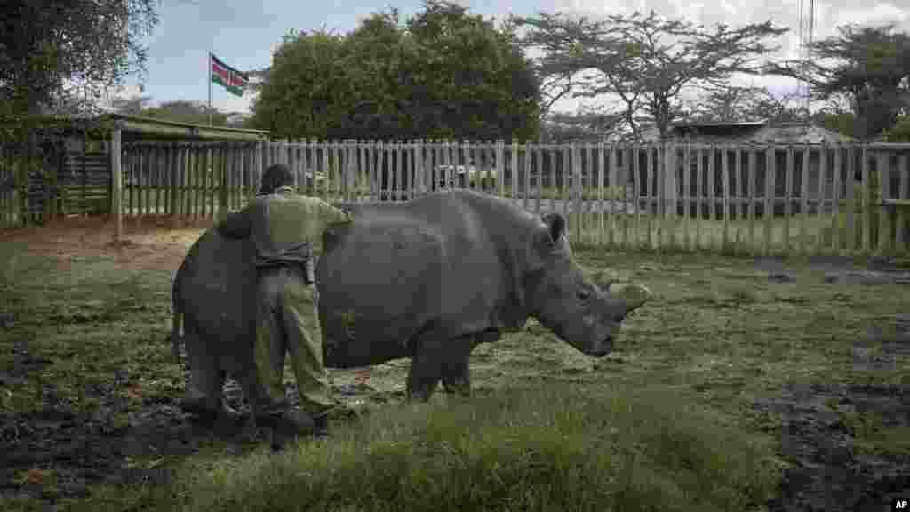 Le gardien se penche pour caresser un rhinocéros blanc femelle du nord, Najin, dans son enclos dans la réserve Ol Pejeta au Kenya