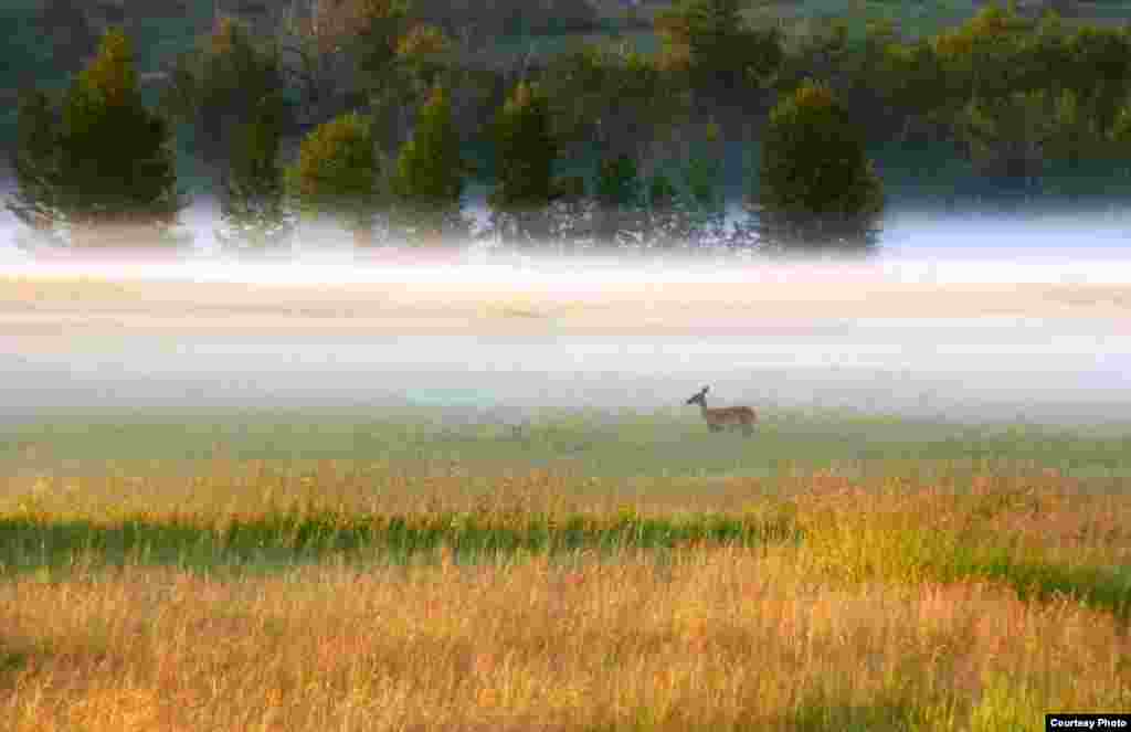 Lone deer in the morning mist of Fish Creek Park in Calgary, Alberta, Canada (Photo by Robert Tanner/Canada/VOA reader)