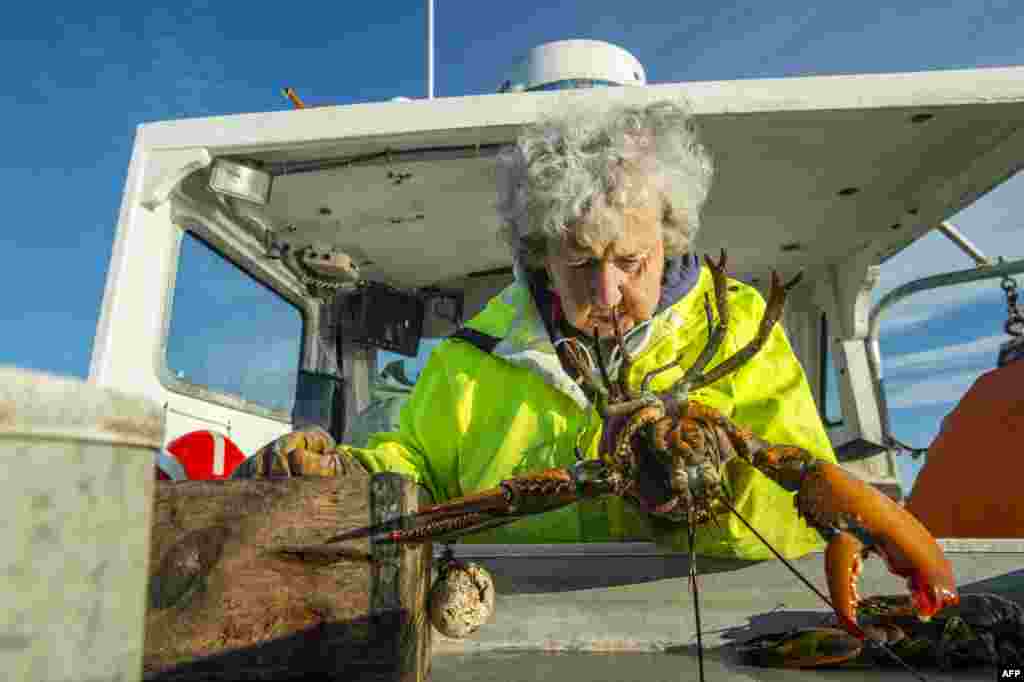 Virginia Oliver, 101, inspects a lobster before she bands them, in Penobscot Bay in Maine, July 31, 2021. Oliver is the oldest licensed lobsterwoman in the northeastern state, and local historians describe as perhaps the oldest active one in the world.&nbsp;