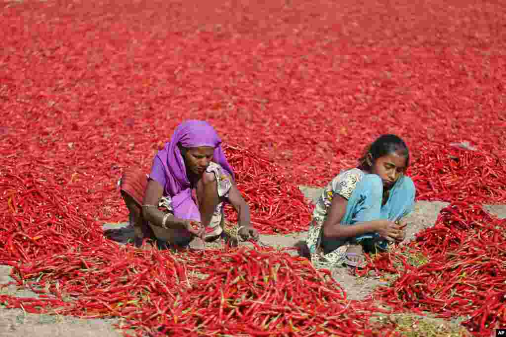 A woman and a girl remove petioles of red chillies at a farm at Shertha village near Gandhinagar, India.