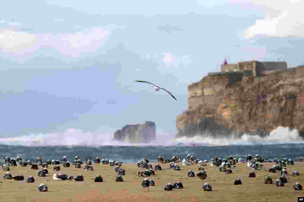 Seagulls stay ashore as strong winds batter the west coast fishing village of Nazare, Portugal, Jan. 18 2014.