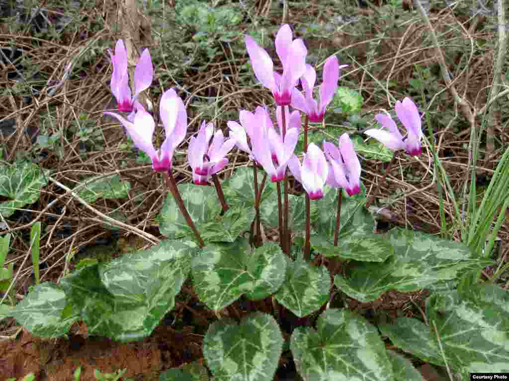 Ciklama (Cyclamen persicum) je nacionalni cvijet Izraela.