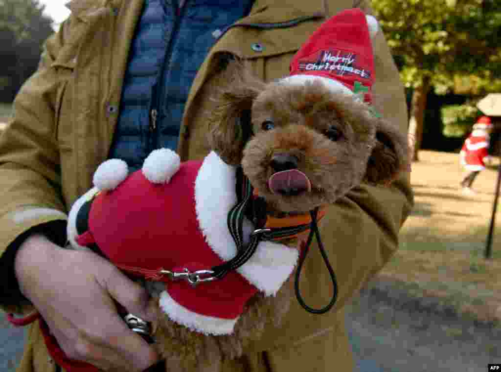 شرکت یک سگ با نام نوئل و در لباس بابانوئل در راهپیمایی بابانوئل ها برای جمع آوری کمک های خیریه در توکیو