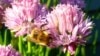 Want to Help Bees? Plant Flowering Herbs