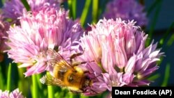 This May 20, 2015 photo shows Containerized chive blossoms in a yard near Langley, Washington, which attract a variety of bee species. (Dean Fosdick via AP)