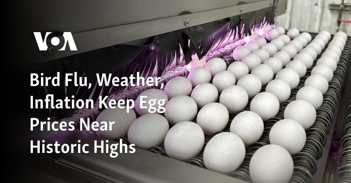 Bird Flu, Weather, Inflation Keep Egg Prices Near Historic Highs