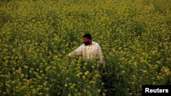 FILE - A farmer checks the state of his rapeseed flowers in a field in Charsadda, Pakistan, Dec. 7, 2016. 