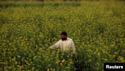 一名巴基斯坦农民在查看他种植的菜粕地。（资料照片）