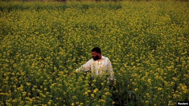 一名巴基斯坦农民在查看他种植的菜粕地。（资料照片）