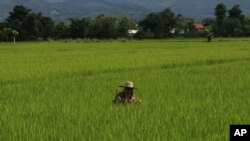 A farmer cuts grasses at her rice field in Fang district, Chiang Mai province, northern Thailand, August 22, 2011.