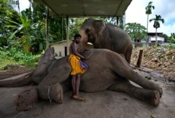 Mahout (pawang gajah) Sri Lanka, Nishanth, bersantai dengan gajah, Suddi, yang baru-baru ini dibebaskan dari tahanan pemerintah menyusul perintah pengadilan di Pannipitiya, pinggiran Kolombo, Sri Lanka, 12 September 2021. (AP Photo/Eranga Jayawardena)