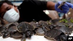 Seorang petugas memperlihatkan kura-kura moncong babi yang disita dari paket kargo yang dikirim dari Papua ke Jakarta. (AP/Tatan Syuflana)