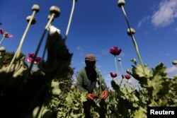 FILE - A man harvests opium as he works in an opium field outside Loikaw, Kayah state, Myanmar, Nov. 30, 2016.