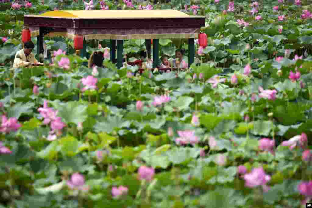 A boatman takes tourists for a ride around the water lily plants on Beihai Park in Beijing, China.