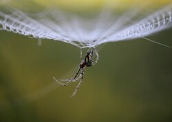 Dewdrops collect on a spider as it rests on its web in the early morning in Lalitpur, Nepal, October 11, 2011. (Reuters Photo/Navesh Chitrakar)