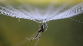 Dewdrops collect on a spider as it rests on its web in the early morning in Lalitpur, Nepal, October 11, 2011. (Reuters Photo/Navesh Chitrakar)