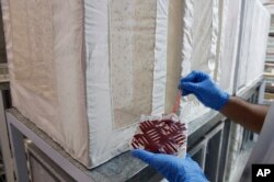 FILE - A technician from the British biotec company Oxitec holds with a bag of blood to feed Aedes aegypti mosquitoes that were genetically modified to produce offspring that don't live, Feb. 1, 2016.