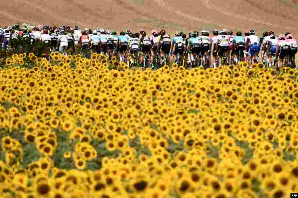 The pack rides through sunflower fields during the 16th stage of the 105th edition of the Tour de France cycling race, between Carcassonne and Bagneres-de-Luchon, southwestern France, July 24, 2018.