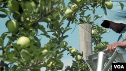 These apples will be harvested later in the fall, but orchard owners worry whether they will have enough immigrant labor to pick the fruit. (M. Kornely/VOA)