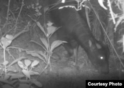 Satwa Anoa yang terpantau kamera trap di dalam kawasan Taman Nasional Lore Lindu pada tahun 2019. (Foto: Balai Besar Taman Nasional Lore Lindu)