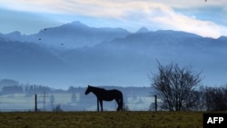 A horse stands on a paddock with the Alps in the background near Apfeltrang, southern Germany, Nov. 23, 2014. 