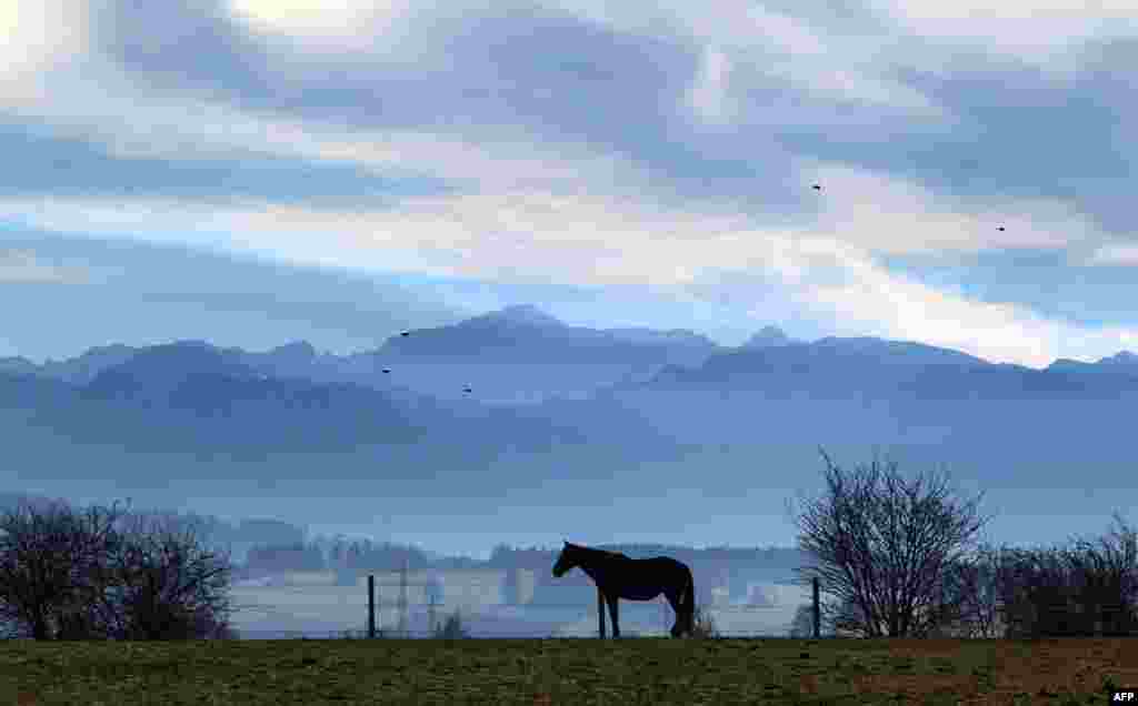 A horse stands on a paddock backdropped by the Alps near Apfeltrang, southern Germany.