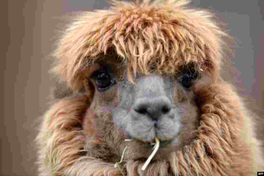 A lama eats at the Hellabrunn zoo in Munich, southern Germany. 