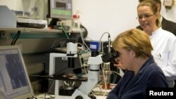 FILE - German Chancellor Angela Merkel looks through a microscope at stem cells that have been bred to grow heart muscle cells, during her visit to the MHH medical university in Hanover, Nov. 27, 2012. 