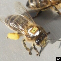 Researchers tagged honeybees with microchips to keep track of them after exposure to insecticide.