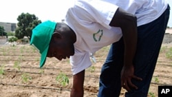 Senegalese farming students get hands-on experience with drip irrigation in the university's Israeli-funded 'field school'