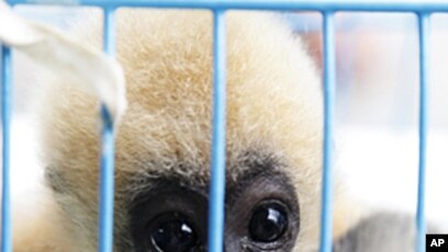 Poll: Virus Spurs ASEAN Consensus Against Animal Trafficking Poll: Virus Spurs ASEAN Consensus Against Animal Trafficking