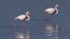 Cyprus Activists Say Hunters' Lead Pellets Threaten Flamingos