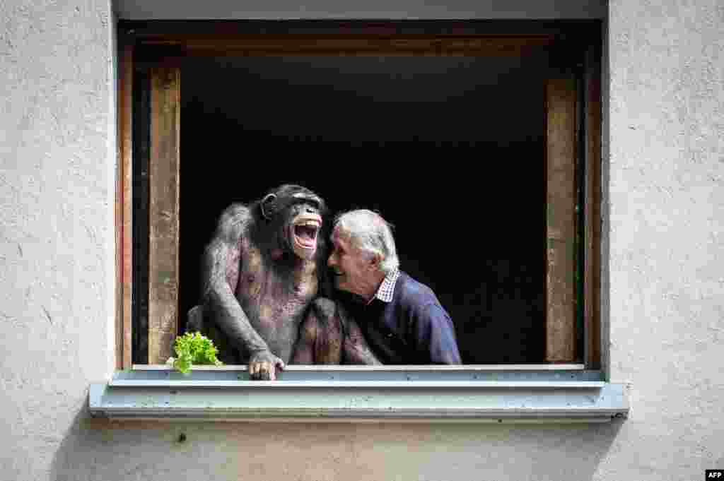 Pierre Thivillon, owner of the wildlife park Saint-Martin-la-Plaine, laughs next to a chimpanzee, two days ahead of the zoo&#39;s reopening as part of France&#39;s latest step toward the ending of its third nationwide COVID-19 lockdown.