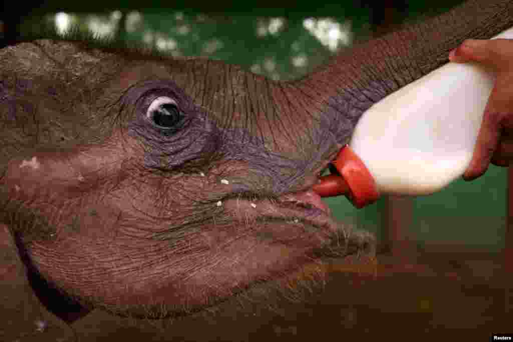 A camp worker feeds Ayeyar Sein, a four-month-old baby elephant whose parents were killed by poachers, after her daily wound cleaning in Wingabaw Elephant Camp, Bago, Myanmar.