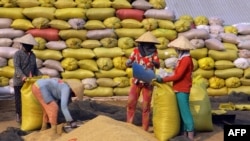 FILE - This picture taken on March 2, 2016 shows farmers putting dry paddy into bags for sale in Vi Thuy, in the southern Mekong delta province of Hau Giang. 