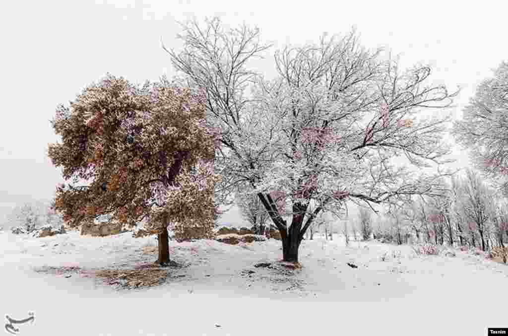 طبیعت زمستانی ارومیه عکس: مجتبی اسماعیل زاده