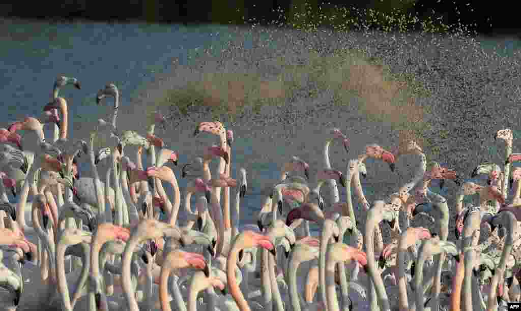 Migrating pink flamingos are being fed at a lake in Dubai, the United Arab Emirate.