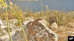 The island of Lazaros in the central Aegean Sea is home to this Agean wall lizard - one of the species examined in the study.