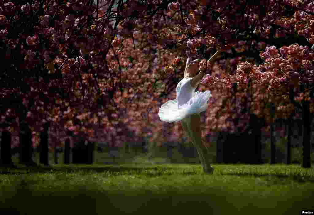 A dancer poses for her own photographer in front of pink cherry tree blossoms during a sunny spring morning at the Parc de Sceaux gardens near Paris, France.