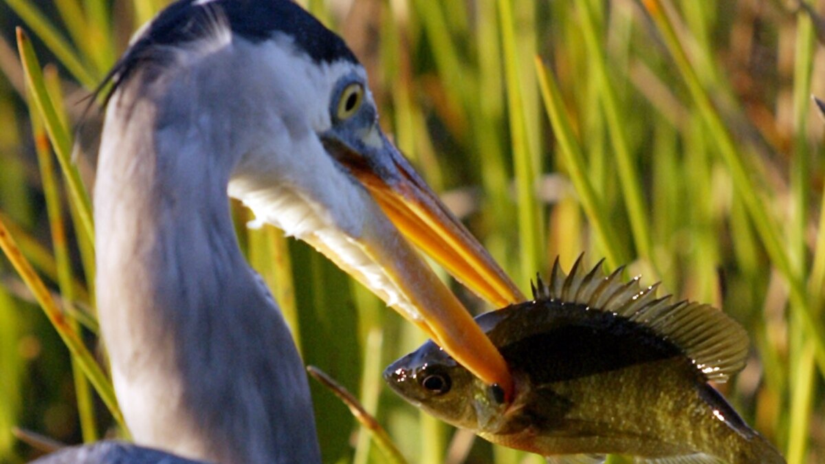 Everglades National Park – One of the World's Great Biological Wonders Everglades National Park – One of the World's Great Biological Wonders
