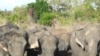 Elephant Study Reveals Social Bonds, Communication Skills