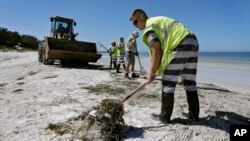 Work crews clean up dead fish along Coquina Beach in Bradenton Beach, Fla., Aug. 6, 2018.